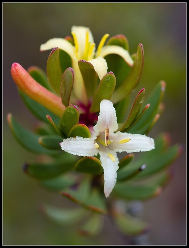 Persoonia gunnii Hook.fil.