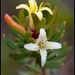 Persoonia gunnii - Photo (c) Bill Higham,  זכויות יוצרים חלקיות (CC BY-NC-ND)