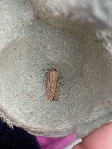 Smoky Wainscot