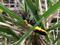 Chauliognathus heros