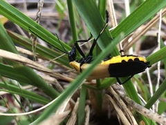 Chauliognathus heros