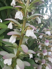 Acanthus mollis