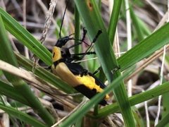 Chauliognathus heros