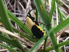 Chauliognathus heros