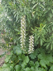 Acanthus mollis