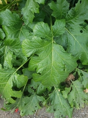 Acanthus mollis