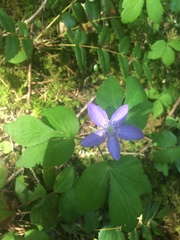 Anemonoides quinquefolia