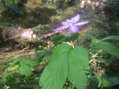 Anemonoides quinquefolia