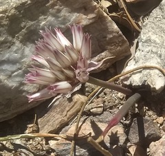 Allium monticola