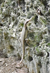 Leiocephalus macropus