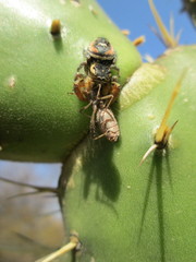 Phidippus cruentus