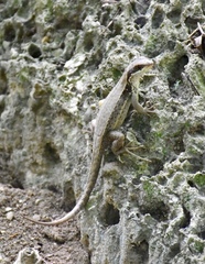 Leiocephalus macropus