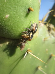 Phidippus cruentus