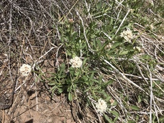 Valeriana californica