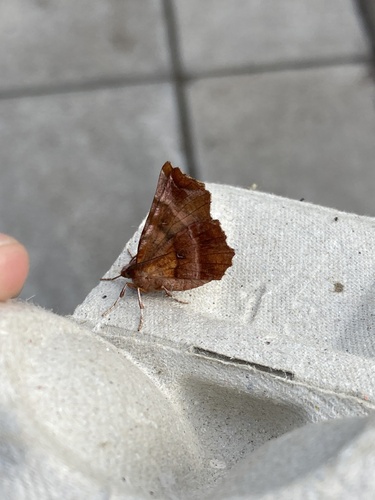 Early Thorn photo 3