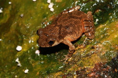 Leptobrachella