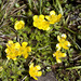 Ranunculus collinus - Photo (c) Nuytsia@Tas, algunos derechos reservados (CC BY-NC-SA)