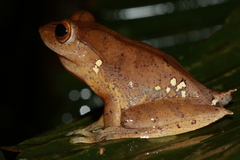 Rhacophorus robertingeri