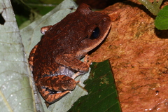 Leptobrachium
