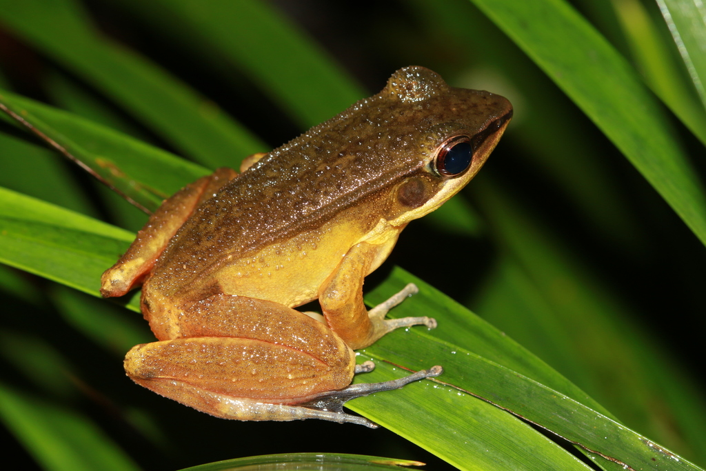 Similar Frog