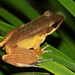 Similar Frog - Photo (c) bangtran, some rights reserved (CC BY-NC), uploaded by bangtran