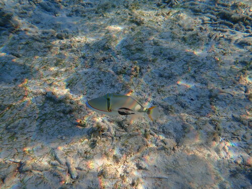 Blackpatch Triggerfish (Rhinecanthus verrucosus)