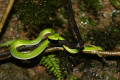 Trimeresurus vogeli