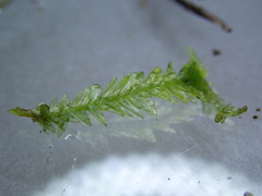 Plagiothecium laetum