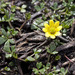 Ranunculus glabrifolius - Photo (c) Nuytsia@Tas, algunos derechos reservados (CC BY-NC-SA)