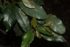 Beilschmiedia elliptica