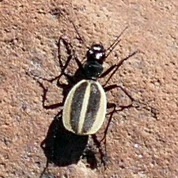 Graphipterus louwi