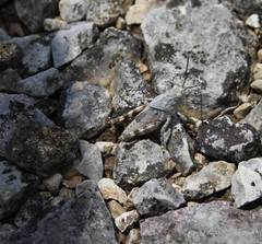 Spharagemon saxatile