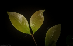 Rhysotoechia bifoliolata