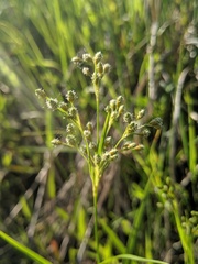 Scirpus pendulus