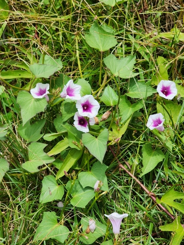 Ipomoea batatas observed 2024-07-28