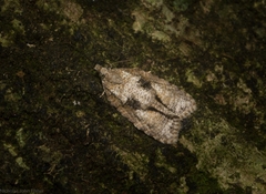 Polylopha epidesma