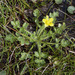 Ranunculus pimpinellifolius - Photo (c) Nuytsia@Tas, algunos derechos reservados (CC BY-NC-SA)
