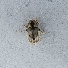 Hylesinus aculeatus