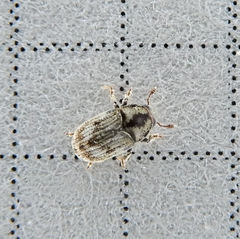 Hylesinus aculeatus