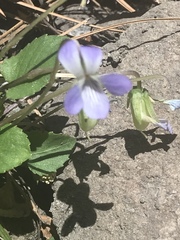 Viola umbraticola