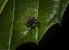 Araneus rotundulus