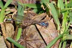 Argia immunda