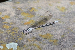 Argia funebris