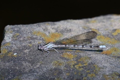 Argia funebris
