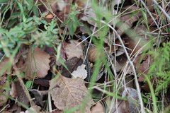 Thamnophis pulchrilatus