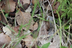 Thamnophis pulchrilatus