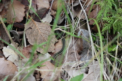 Thamnophis pulchrilatus