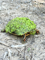 Chrysemys dorsalis
