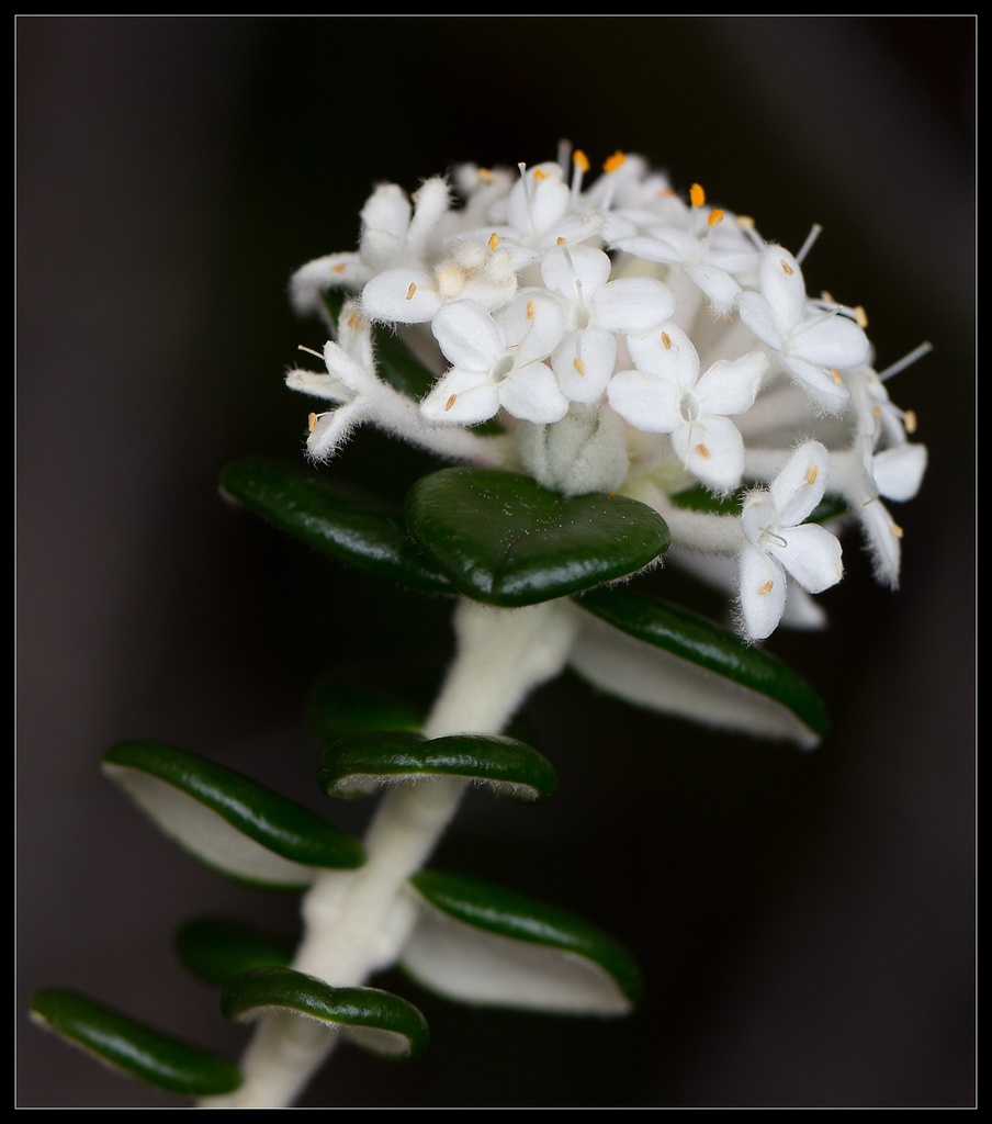 Round-leaf rice flower