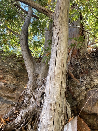 Image of Catalina Ironwood (Lyonothamnus floribundus) by (c) colinpena, some rights reserved (CC BY)